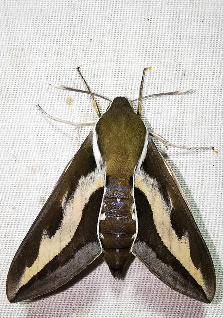 Hyles gallii - galajszender