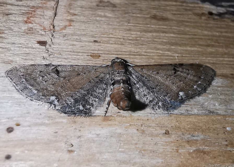 Eupithecia absinthiata - üröm-törpearaszoló