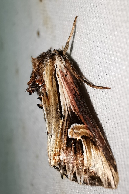 Actinotia polyodon - nagy sugarasbagoly
