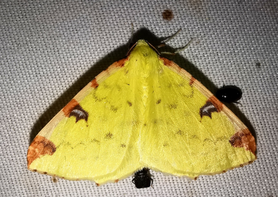 Opisthograptis luteolata - citromsárga araszoló