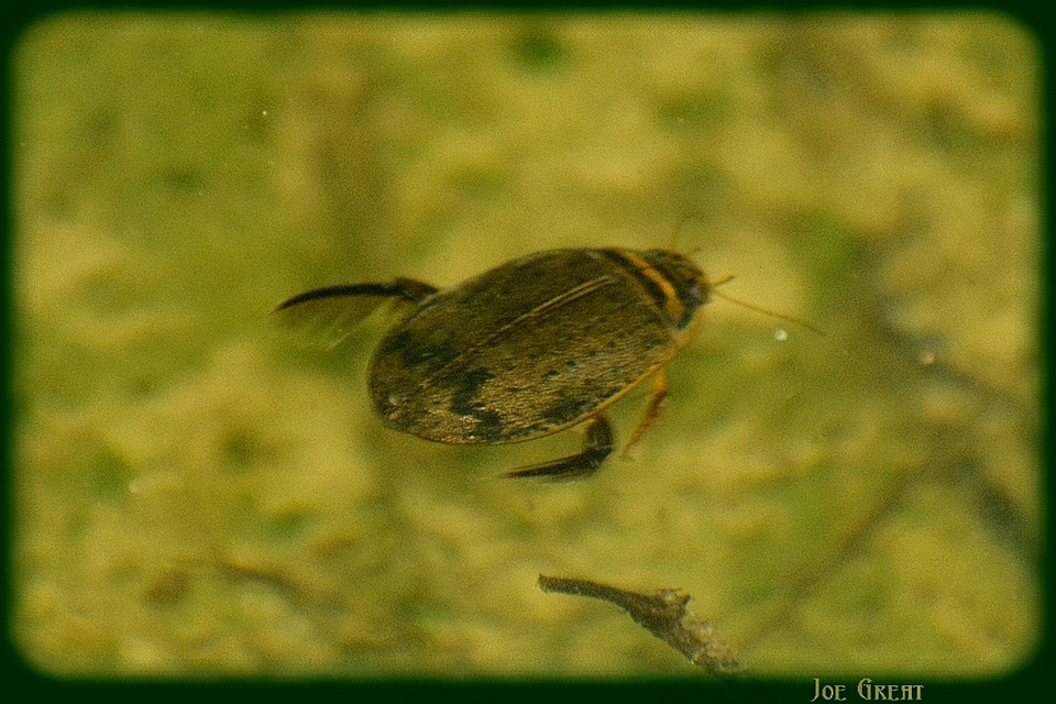 Acilius sulcatus - gyűrűscombú barázdáscsíkbogár