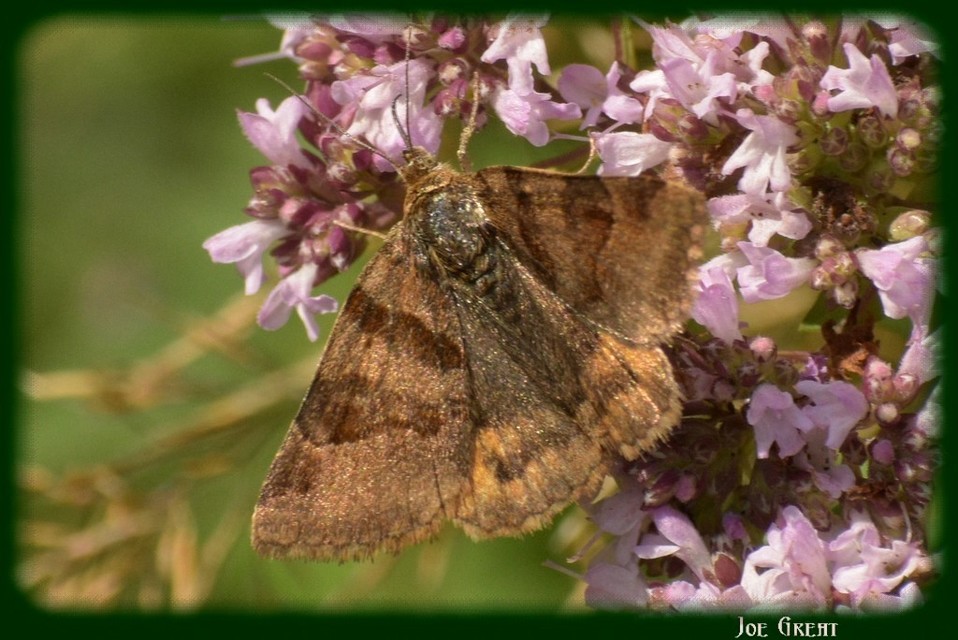 Euclidia glyphica - közönséges nappalibagoly