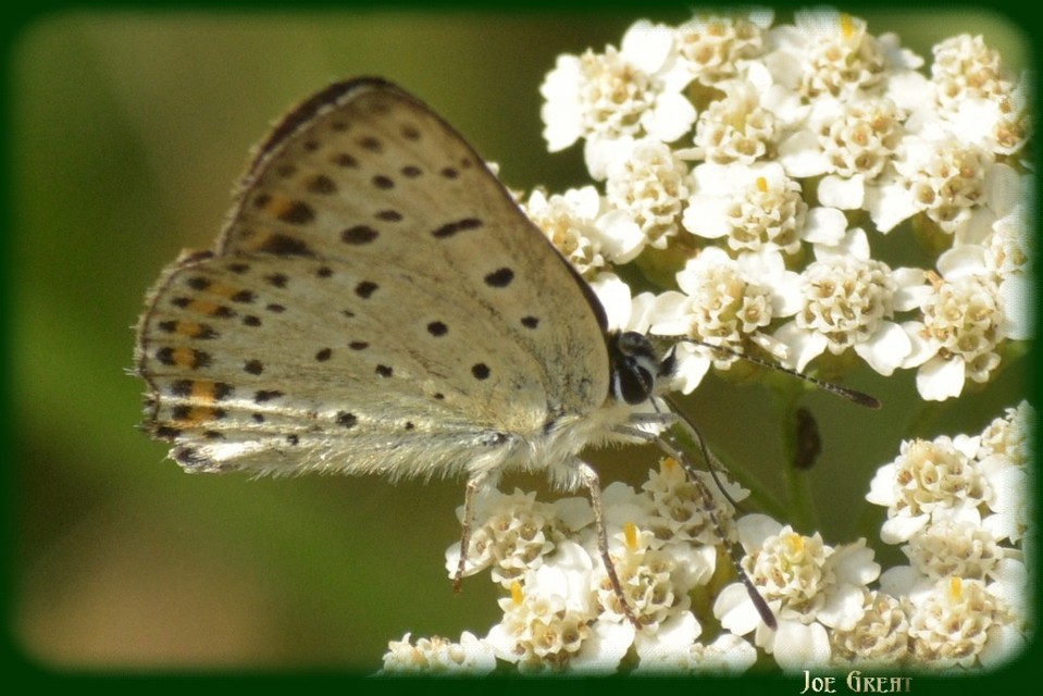 Lycaena tityrus - barna tűzlepke