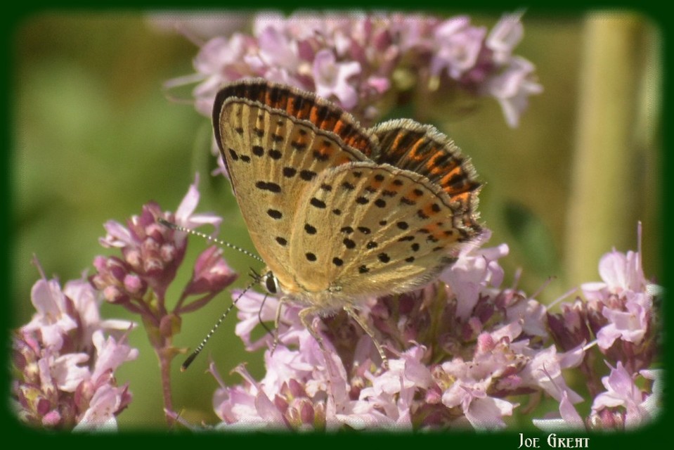 Lycaena tityrus - barna tűzlepke