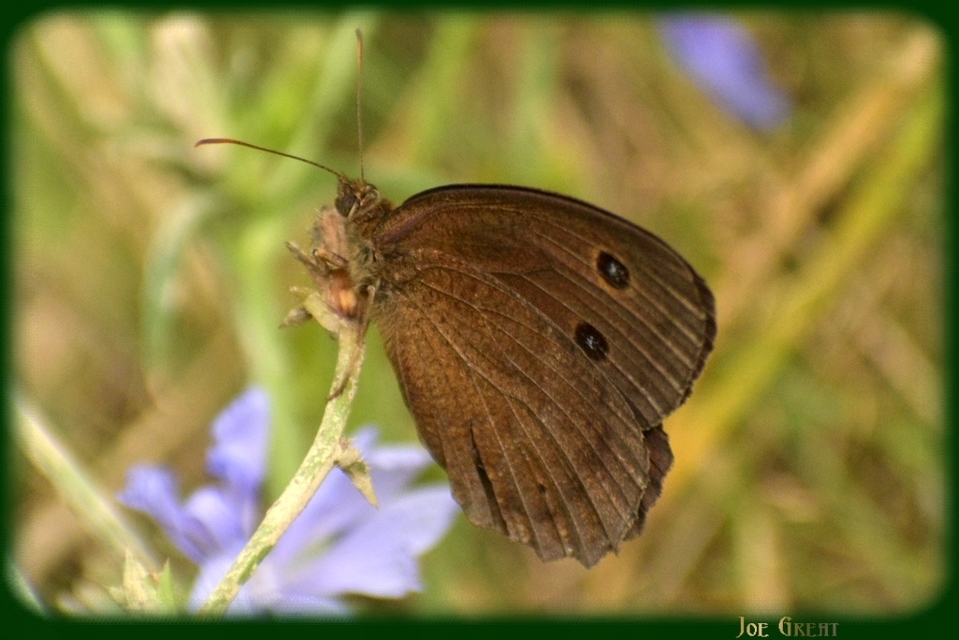 Minois dryas - fekete szemeslepke