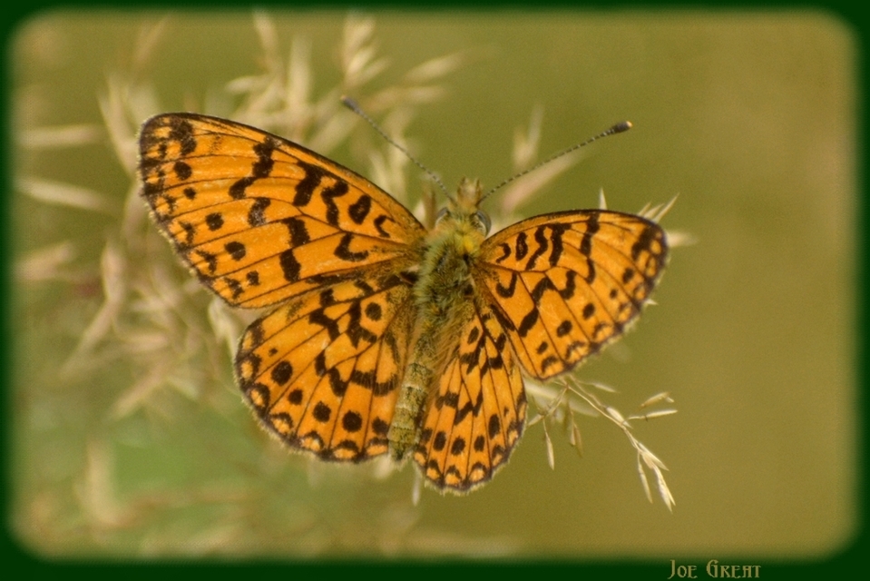 Boloria selene - fakó gyöngyházlepke