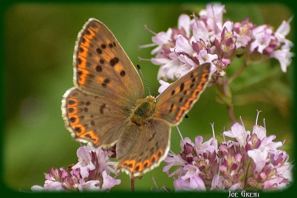 Lycaena tityrus - barna tűzlepke