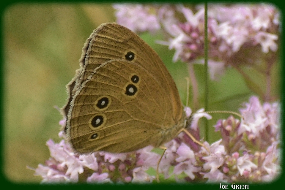 Aphantopus hyperanthus - közönséges ökörszemlepke