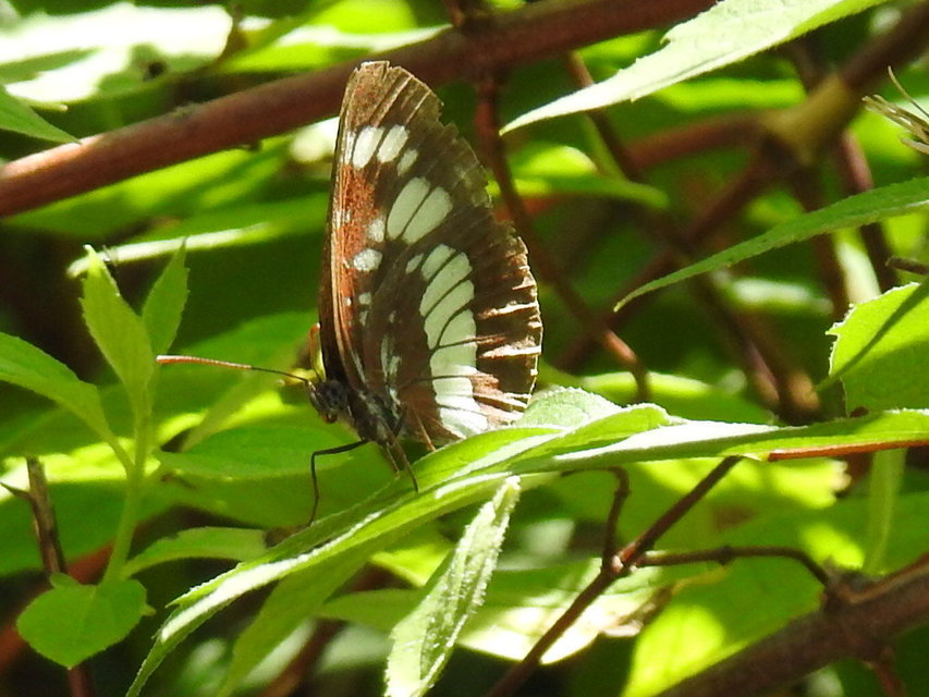 Neptis rivularis - nagy fehérsávoslepke