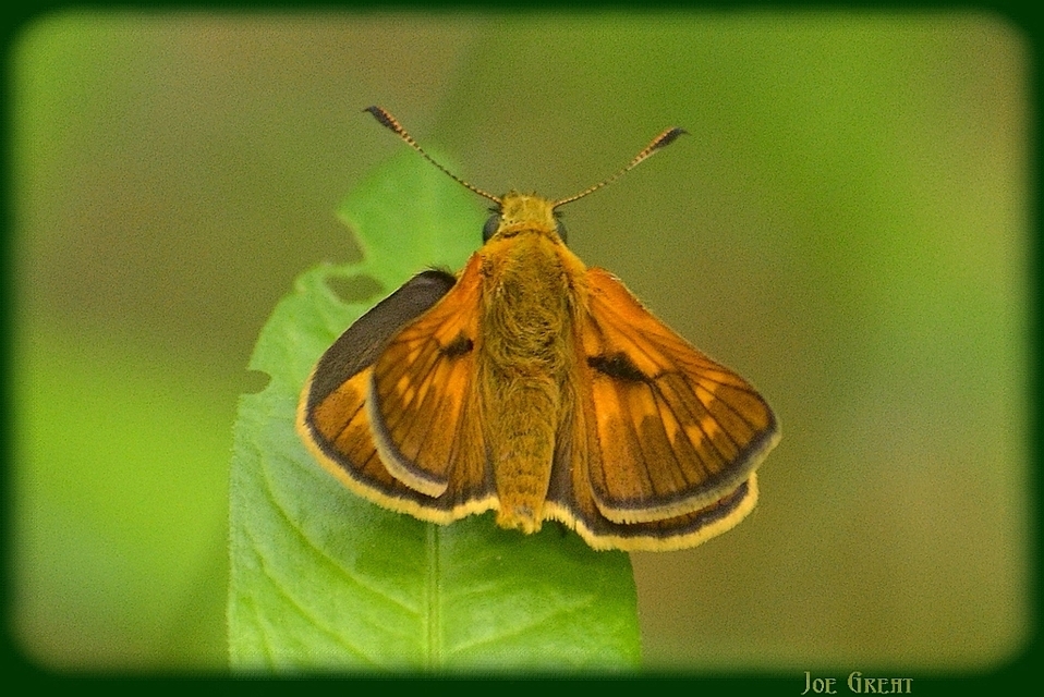 Ochlodes sylvanus - erdei busalepke
