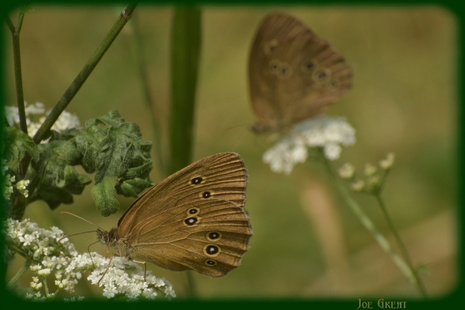 Aphantopus hyperanthus - közönséges ökörszemlepke