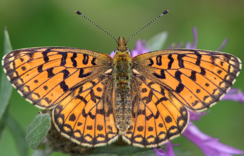 Boloria selene - fakó gyöngyházlepke