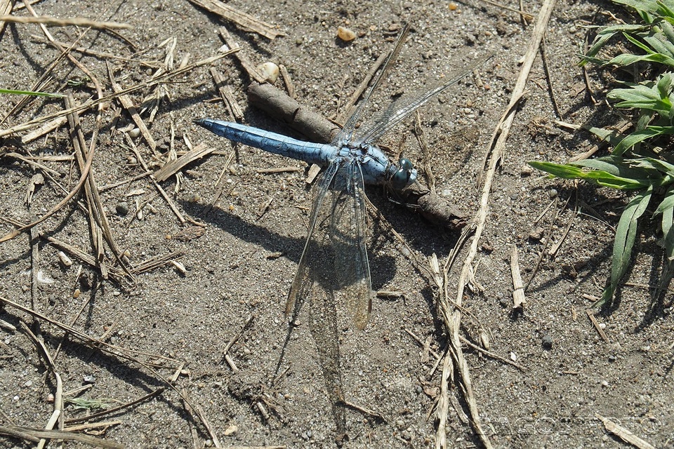 Orthetrum brunneum - pataki pásztorszitakötő