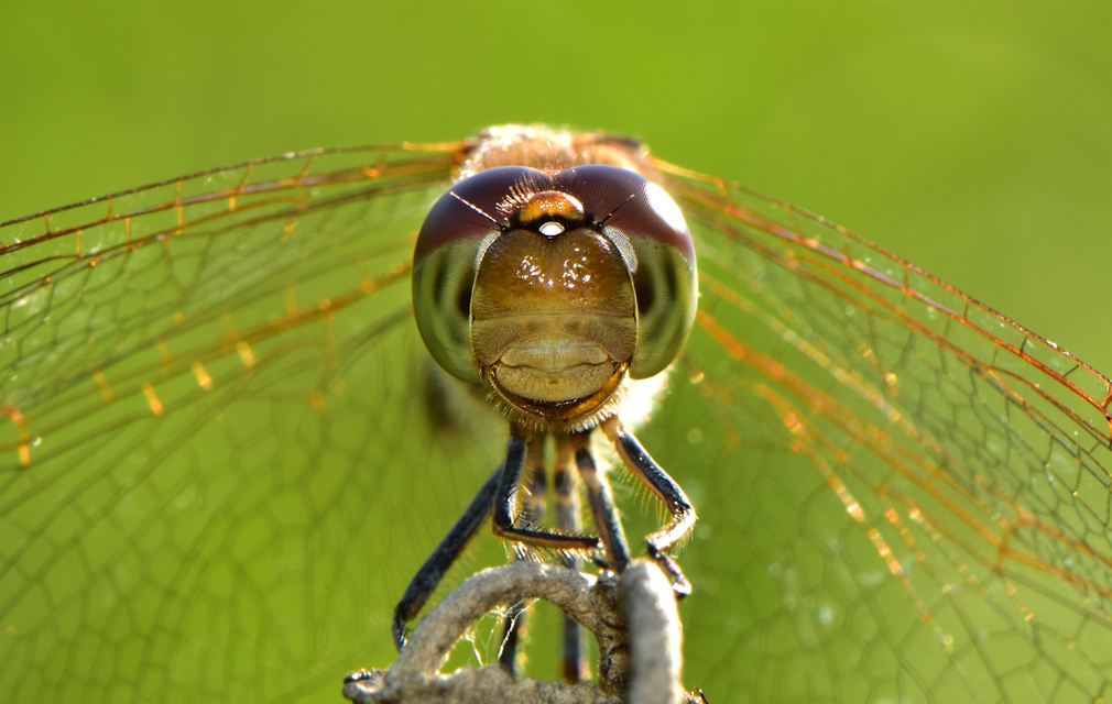 Sympetrum striolatum - harántsávos katona-szitakötő