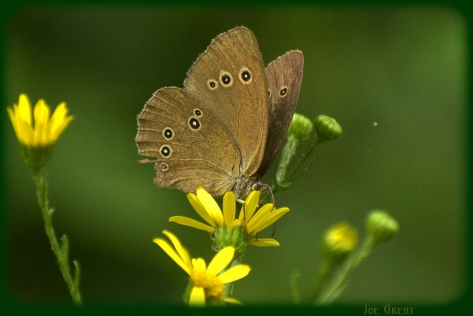 Aphantopus hyperanthus - közönséges ökörszemlepke