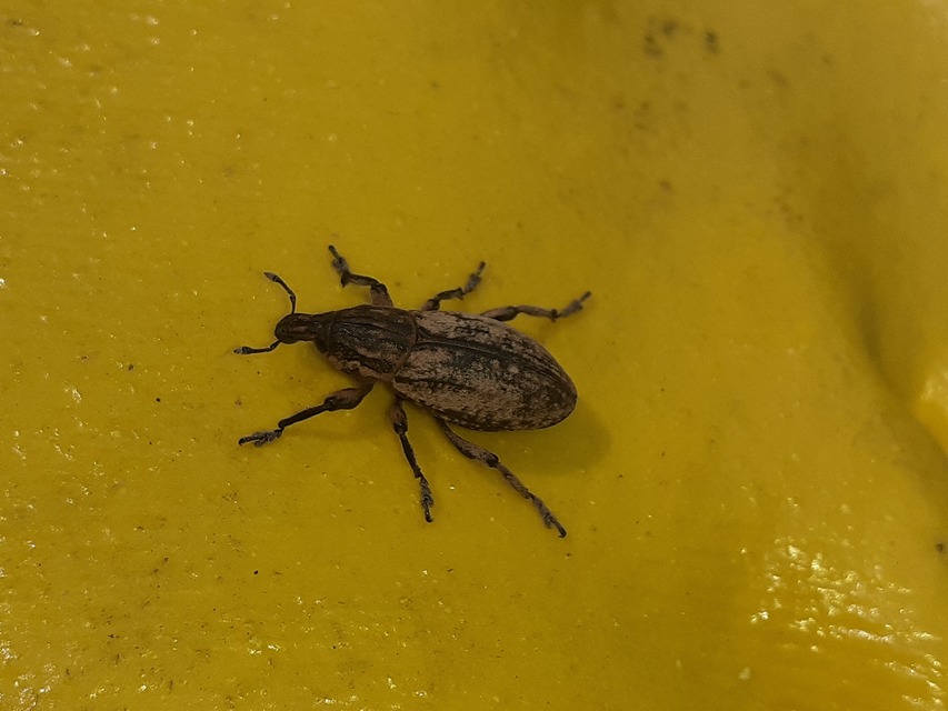 Pseudocleonus cinereus - hamvas barkó