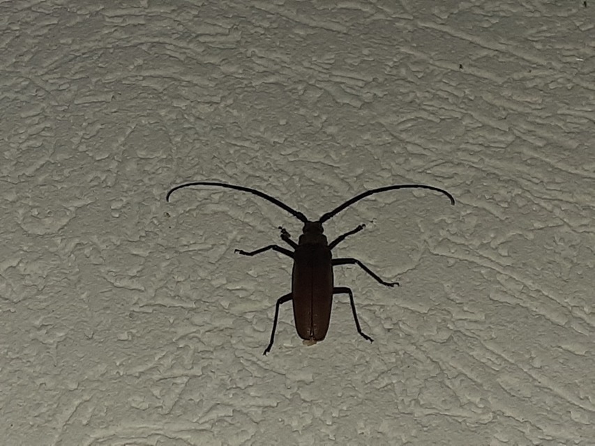 Aegosoma scabricorne - diófacincér