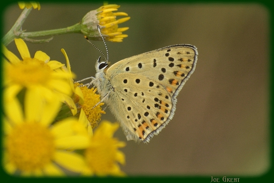 Lycaena tityrus - barna tűzlepke