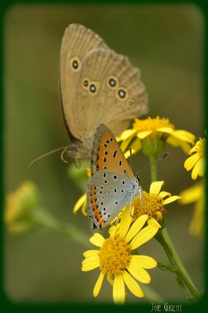 Lycaena dispar rutilus - nagy tűzlepke