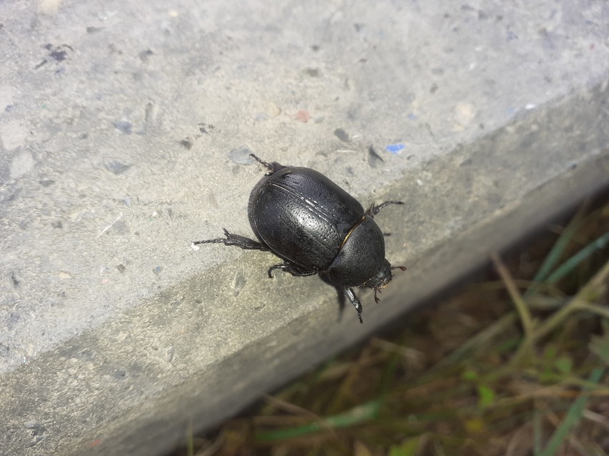 Pentodon idiota - butabogár
