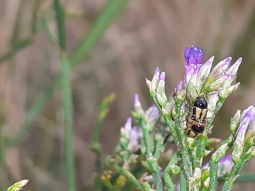 Cryptocephalus connexus - sávos zömökbogár