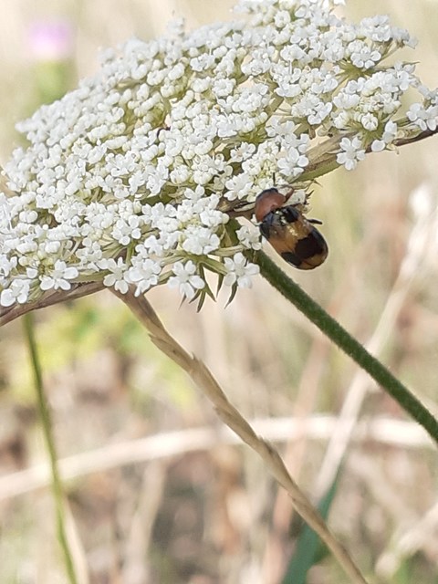 Coptocephala unifasciata - sárgalábú hullóbogár