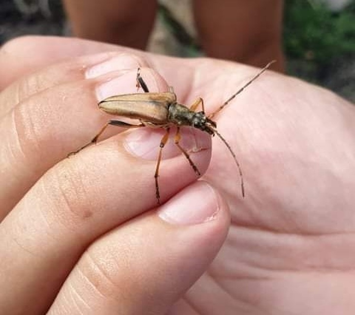Stenocorus meridianus - fűz-gyökércincér