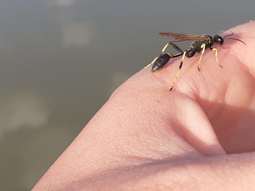 Sceliphron caementarium - feketenyelű lopódarázs