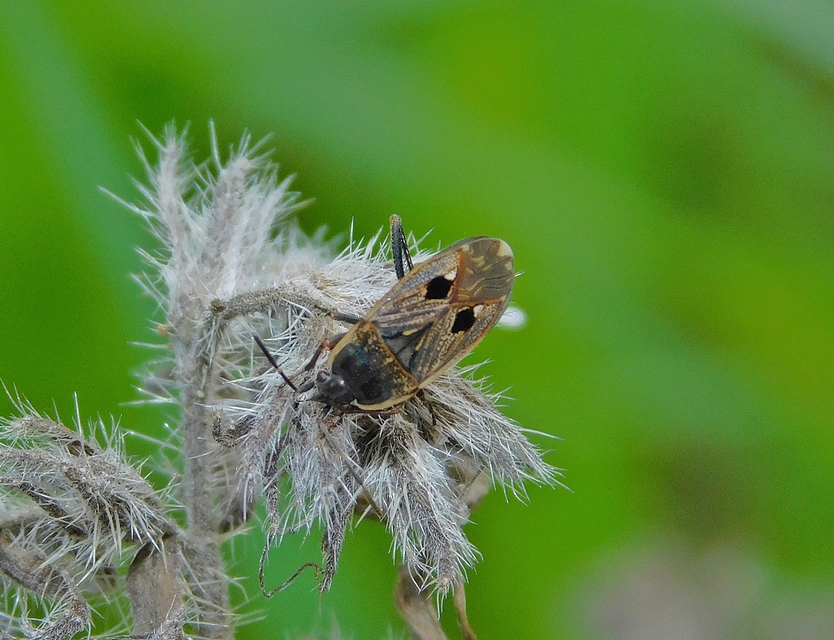 Graptopeltus lynceus - homoki díszesbodobács
