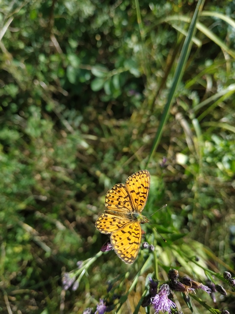 Boloria selene - fakó gyöngyházlepke