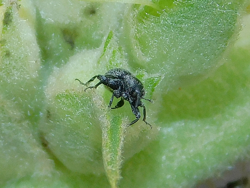 Rhinusa tetra - magtoklakó ökörfarkkóró-ormányos