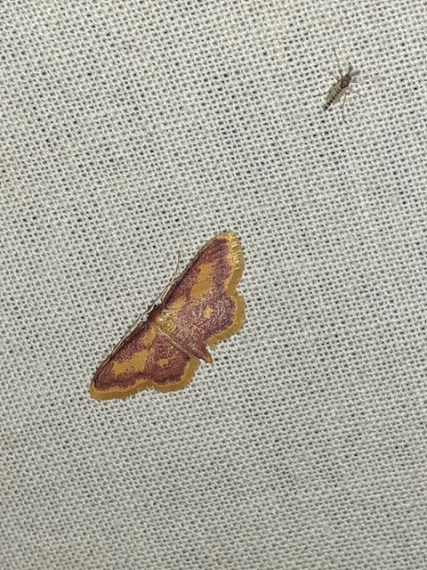 Idaea muricata - mocsári pirosaraszoló Idaea muricata - mocsári pirosaraszoló