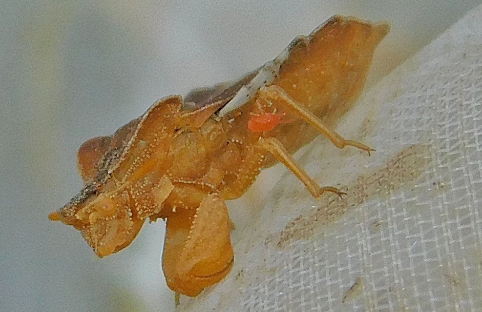 Phymata crassipes - fogólábú poloska