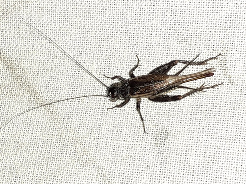 Eumodicogryllus bordigalensis - bordói tücsök