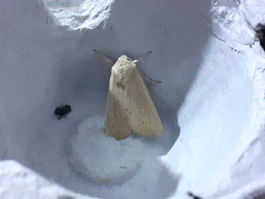 Leucania obsoleta - pontozott rétibagoly
