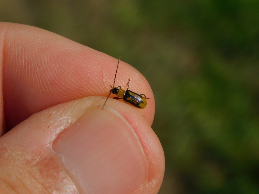 Diabrotica virgifera - amerikai kukoricabogár