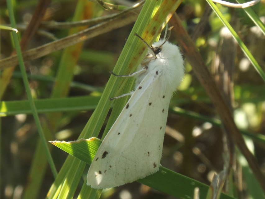 Spilosoma urticae - hószínű medvelepke