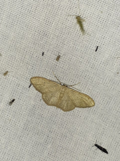Idaea straminata - szalmasárga sávosaraszoló