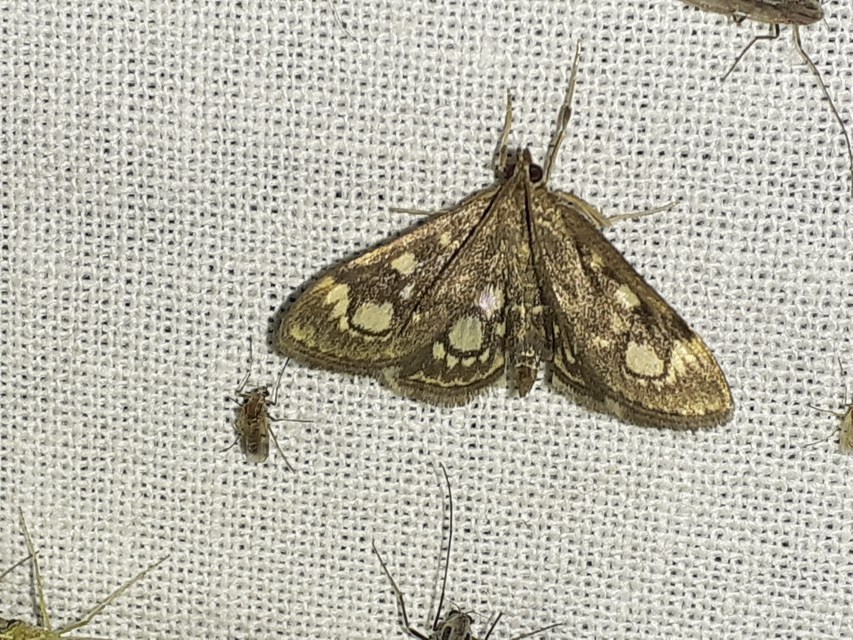 Anania coronata - koronás dudvamoly