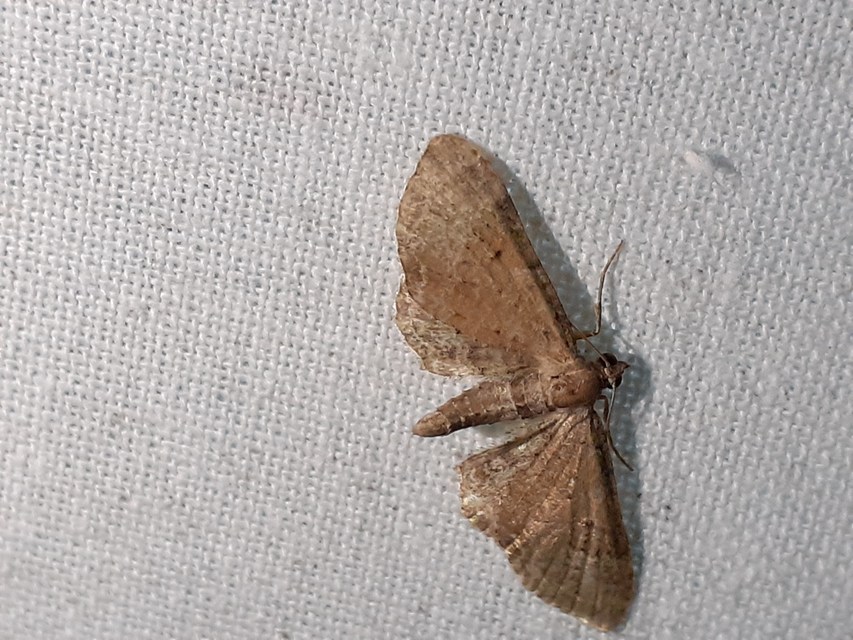 Eupithecia simpliciata - kerekszárnyú törpearaszoló