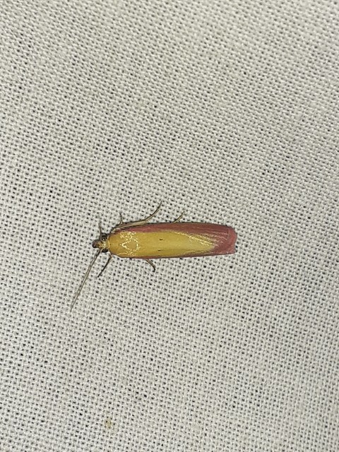 Oncocera semirubella - lucernamoly