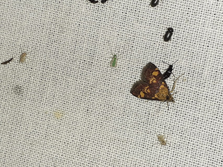 Pyrausta aurata - aranyló bíbormoly