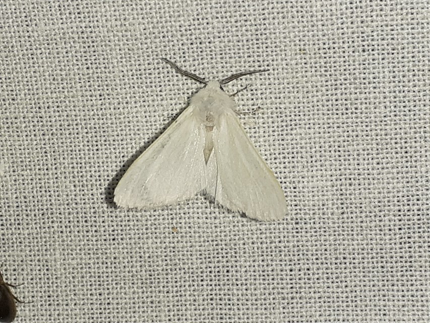 Hyphantria cunea - amerikai fehér medvelepke