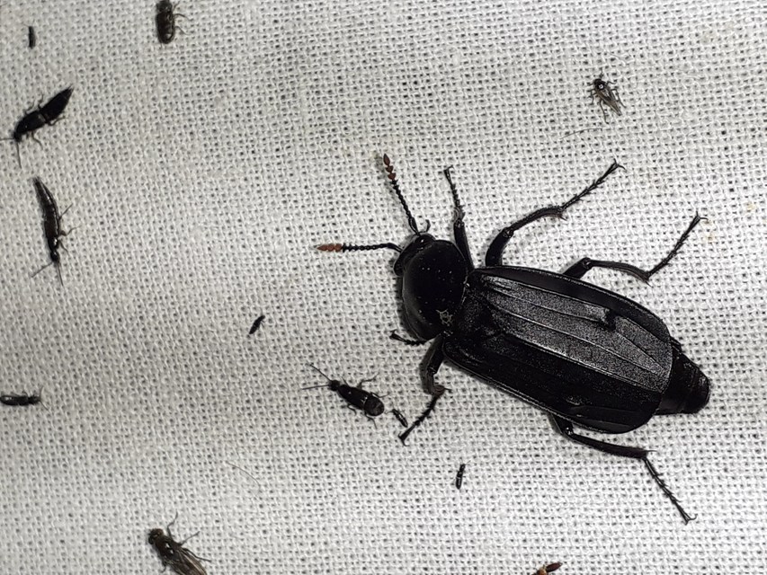 Necrodes littoralis - nagy dögbogár