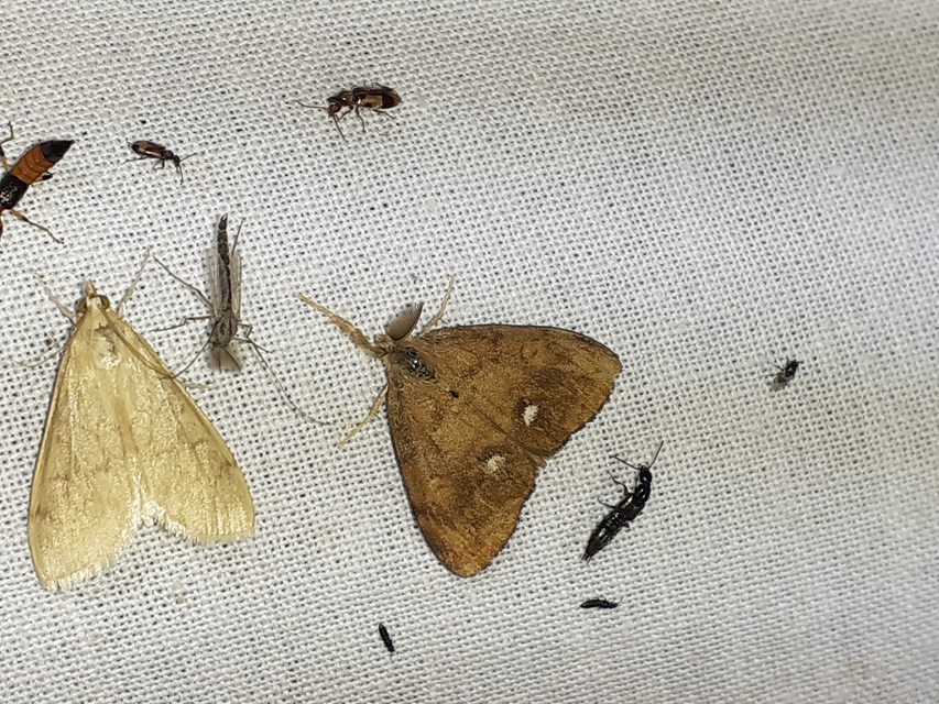 Orgyia antiqua - rozsdabarna kisszövő