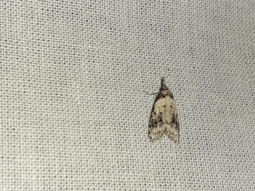 Carposina scirrhosella - közönséges csipkebogyómoly