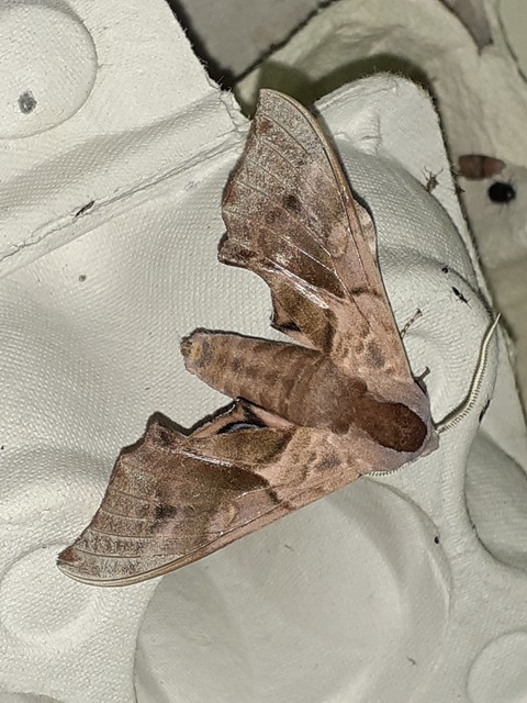 Smerinthus ocellatus - esti pávaszem