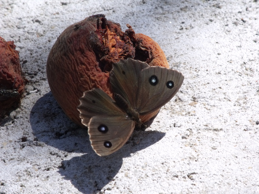 Minois dryas - fekete szemeslepke