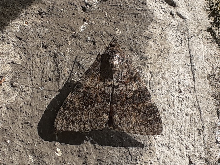 Catocala elocata - közönséges övesbagoly