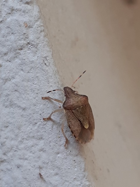 Peribalus strictus - tavaszi címerespoloska Peribalus strictus - tavaszi címerespoloska